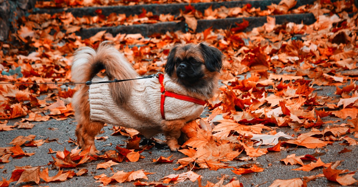 Autumn Pet Safety Hazards – Risks and Prevention